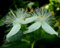 Portal Cool Tradescantia fluminensis Viola Underleaf Ebreo Errante Blooming Dimensioni Pianta