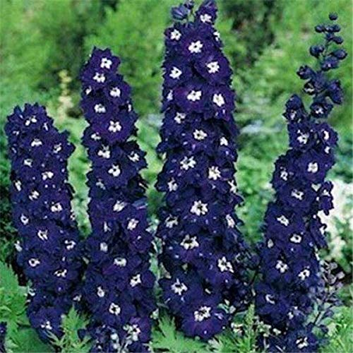 Sumpf frisch 100 Stück Delphinium Cultorum Blumensamen zum Pflanzen blau