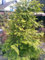 Urwelt Mammutbaum Metasequoia glyptostroboides 60-80 cm hoch im 3 Liter Pflanzcontainer