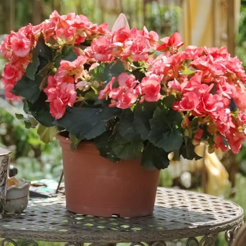 1 sacchetto di semi di begonia semi estetici facili da coltivare semi di fiori naturali per semi di giardinaggio da giardino da piantare ora Semi di begonia