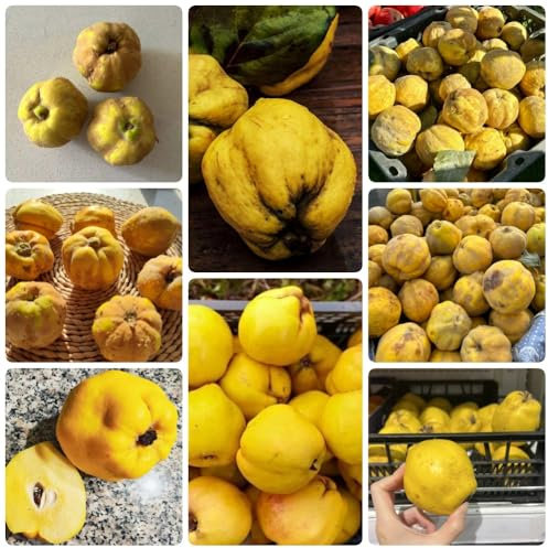 Quittenbaum Samen, säulenobst winterhart Cydonia oblonga, Quitten, seltene samen exotische samen sträucher winterhart samen alte sorten bonsai samen obstbäume, säulenobstbäume 300pcs