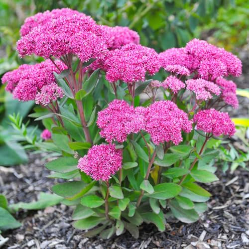 Sedum 'Goodbud' - Real Outdoor Plants - Hardy Perennial - Pink Flowers on Strong Stems - Ideal for Rockeries, Borders & Containers - Drought-Tolerant & Low Maintenance (9 cm Pot, 10-20 cm)