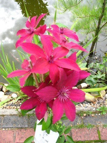 Waldrebe Clematis Rüütel 80 cm hoch im 2 Liter Pflanzcontainer
