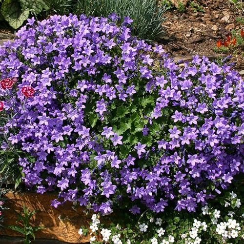 Campanula muralis syn. C. portenschlagiana Garden Plant Hardy Perennial Flowering Garden Plants Easy to Grow Your Own by Park Farm Plants (1 x 9cm Pot)