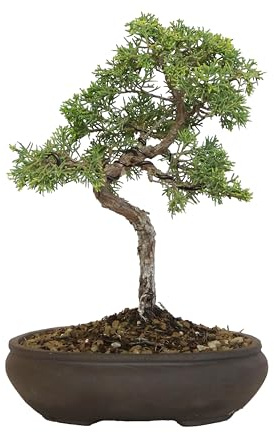 KENTIS - Juniperus Chinensis Kishu Bonsai Baum Echt für Draußen - Wacholder Gartenbonsai - Balkon Pflanze - Topf 20 cm