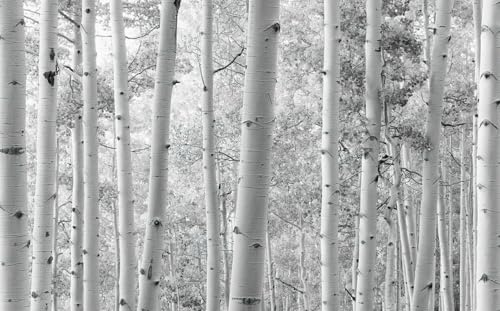 Sanders & Sanders Fototapete Wald Schwarz-Weiß 450 x 280 cm