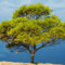 400 pcs pinus sibirica samen - bonsai baum tree Pinienkerne zwergkiefer exotische zimmerpflanzen saatgut geschenk garten wanddeko pflanzen steingartenpflanzen winterhart topf pflanze