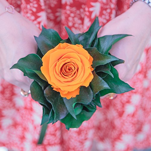 Exklusives Blumensträusschen 1 Rose konserviert haltbar 3 Jahre - Rosemarie Schulz (Orange)