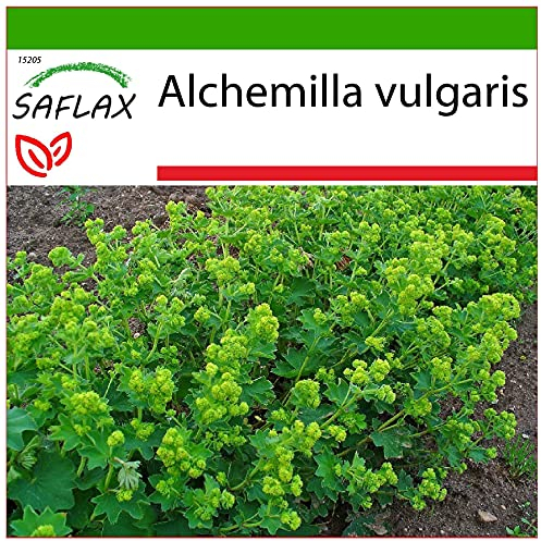 SAFLAX - Heilpflanzen - Frauenmantel - 100 Samen - Mit keimfreiem Anzuchtsubstrat - Alchemilla vulgaris