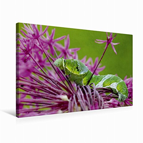 Premium Textil-Leinwand 75 x 50 cm Quer-Format Kleine Raupe Nimmersatt | Wandbild, HD-Bild auf Keilrahmen, Fertigbild auf hochwertigem Vlies, Leinwanddruck von Heike Hultsch