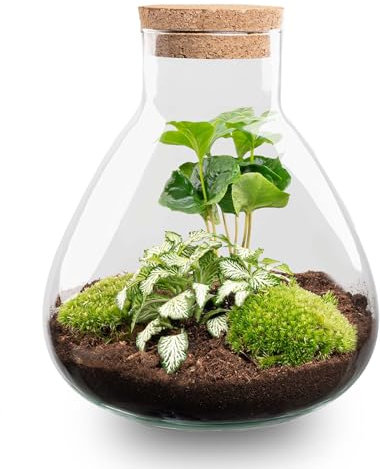 Kit DIY Terrarium • Sammie • Écosystème avec Plantes • ↑ 26,5 cm