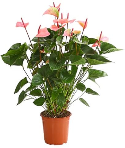 Dehner Große Flamingoblume, Anthurium andreanum, Summerlove, rosa Hochblätter, ca. 70-80 cm, Ø Topf 21 cm, Zimmerpflanze