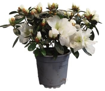 DECOALIVE Planta Natural con Flor – Azalea Blanca en Maceta para Interior