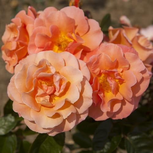 YouGarden Climbing Rose 'Scent from Heaven' 1 x 4 Litre Pot