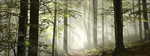 Pro-Art Forest Feeling I Glas-Art, bunt, 50 x 125 x 1,4 cm