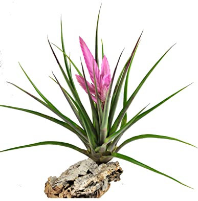 Tillandsia Cyanea | DECOALIVE | Planta del Aire con Flor Rosa | Planta de Interior Natural