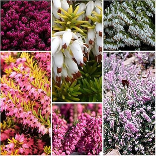 12 X Mixed Winter Heathers Colourful Flowering Winter Mix Plants