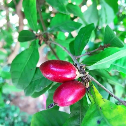 150 pcs Wunderfrucht samen obstbaum Synsepalum dulcificum, frisches obst indoor plants zwergobstbäume obstsamen luftreinigende zimmerpflanzen obstbäume kaufen seed best of