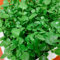 500 piezas semillas de berro organicas, Verduras de balcón, regalos sostenibles. Berros - Nasturtium officinale - parterres elevados para jardín, plantas de balcón semillas de hortalizas
