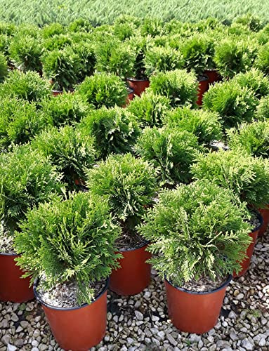 Thuja Occidentalis Danica vaso 19 cm
