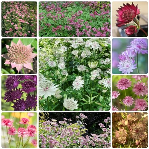 150 Pcs Sterndolde Samen, Samen Winterhart, Blumensamen Gastgeschenk, Astrantia Major, Winterharte Pflanzen Für Garten, Pflanzen Garten, Balkon Blumen Geschenke Für Gärtner Herbstblumen