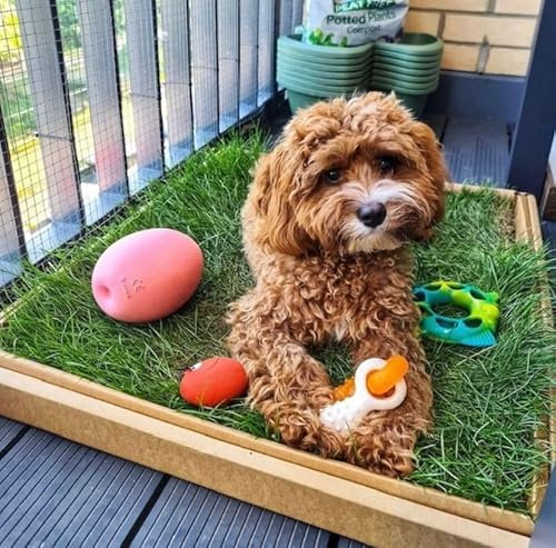 Real Grass Dog Toilet | Eco-Friendly Compostable Alternative to Puppy Pee Pads or Artificial Grass | Toilet Train A Puppy in 7 Days |