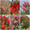 200 Pcs Zylinderputzer Pflanze Winterhart Samen - Kräuterpflanzen, Geschenke Für Gartenfreunde Indoor Kräutergarten, Exotische Pflanzen Winterhart Kräutergarten Indoor, Deko Wohnzimmer