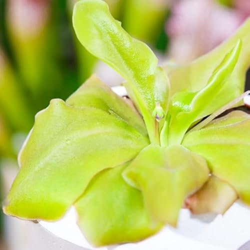 Carnivorous Plant- Butterwort Pinguicula Plant in - 9cm Pots Indoor/Outdoor Plants