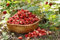 Fresa silvestreMignonette fresa de bosque, fresa alpina, fresa de los Cárpatos, fresa europea, fraisier des bois - semilla