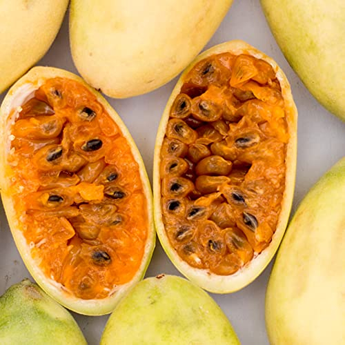 Rotyroya 20 Stück/Beutel Bananen-Passionsfrucht-Samen, natürliche, einfache Pflanze, tropisches Klima, Bonsai, Garten, Fruchtsamen für Balkongarten Samen der Bananen-Maracuja