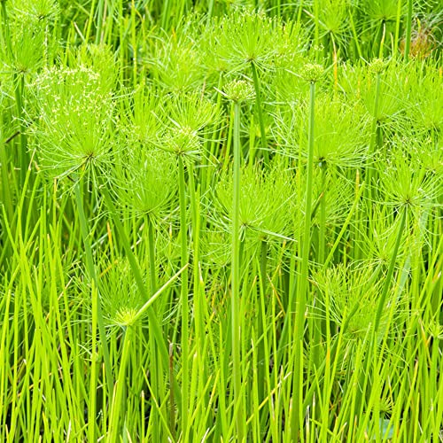 KräUterpflanzen Wasserpflanzen-Cyperus Papyrus Samen Echter Papyrus Winterharte Pflanzen SäMereien Bonsai Kletterpflanzen Winterhart Schnellwachsend 500 Pflanzensamen(GrüN)