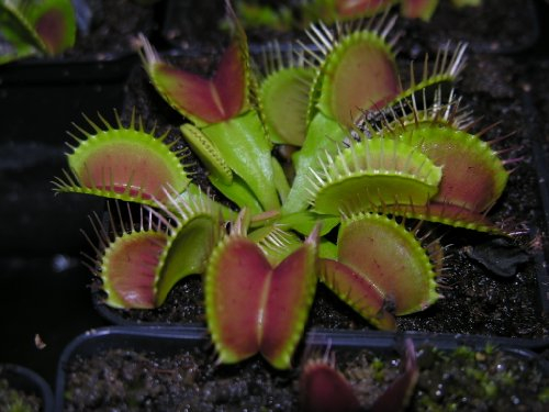 Dionée attrape-mouche Plante carnivore