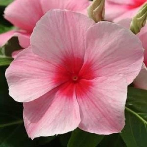 50 graines de Vinca Méditerranée XP Fraises