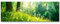 Paul Sinus Art Leinwandbilder | Bilder Leinwand 120x40cm Pusteblumen im Wald
