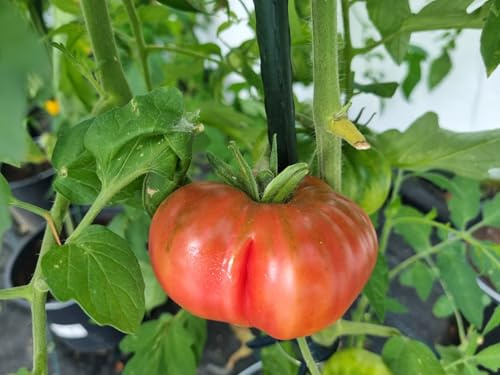 Bulgarische Riesentomate 10 Samen