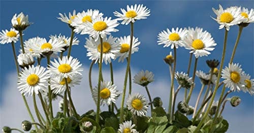 PRATOLINA NR.500 SEMI - BELLIS SEMPLICE DEI PRATI BIANCA