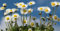 PRATOLINA NR.500 SEMI - BELLIS SEMPLICE DEI PRATI BIANCA