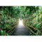 murando - Papier peint panoramique nature 400x280 cm - Revêtement mural décoration pour chambre salon - Design moderne - Vert - Arbres forêt plantes nature pont jungle photographie b-B-0622-a-a