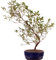 Bonsai - Jap. Satsuki Azalee 'Asuka-no-Homare', Rhododendron indicum 218/69