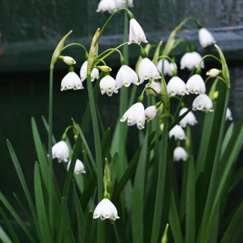 Märzenbecher zwiebeln- hochbeete für garten blumen zum einpflanzen bonsai topf gartenpflanzen langer Blütezeit für eine pflanzen winterhart draußen blumen balkon SchöNe Topfpflanze 12pcs