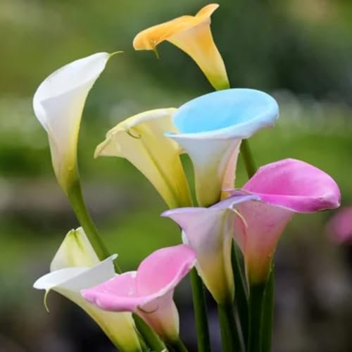 Calla lily bulb-Piantagione in giardino/Facile da coltivare/Principianti-10 bulbi-C