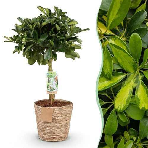 Grün ist... Schefflera Gold Capelle - Fingerbaum - Pflegeleicht - mit Korb - Grün - Gold - 70-81cm - Ø21cm - Zimmerpflanze - Immergrün