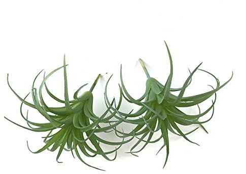 EBUYOM Künstliche Sukkulenten, ungetopft, Tillandsien, Luftpflanzen, Sukkulenten, Blumenstrauß-Arrangements, Kunstpflanzen, DIY für Gartendekoration, Heimdekoration, grünes Set (Luftpflanzen)