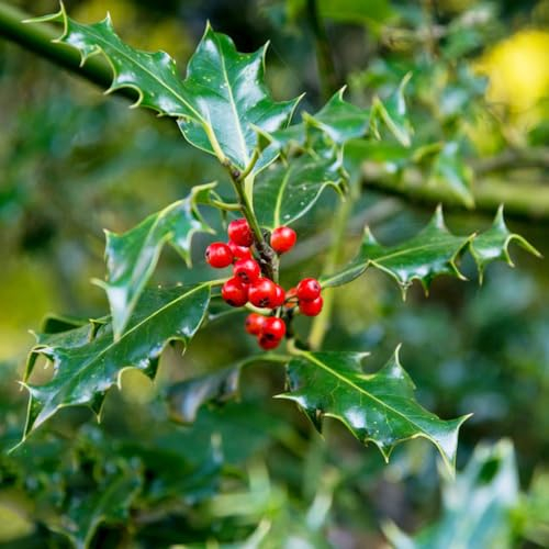 50 pcs stechpalme bonsai samen - dekoration wohnzimmer dekopflanzen pflanzendeko,Ilex aquifolium, balkonpflanzen winterhart geschenke für hobbygärtner bonsai samen winterharte balkonpflanzen