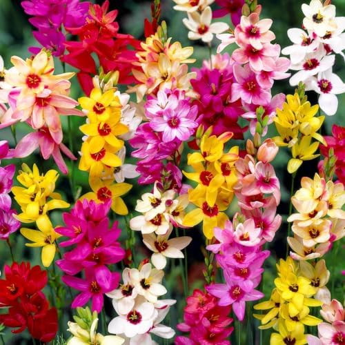 Ixia Pflanzen Kollektion (50 Zwiebeln) – Blumenzwiebeln-Mix aus 4 Sorten – Große, winterharte & mehrjährige Pflanzen aus Holland – Ideal für Garten und Töpfe (keine Samen, nicht künstlich)