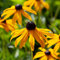 YouGarden Rudbeckia 'Goldsturm', 3 x Established Plants in 9cm Pots, Long-Flowering, Pollinator-Friendly Garden Plants