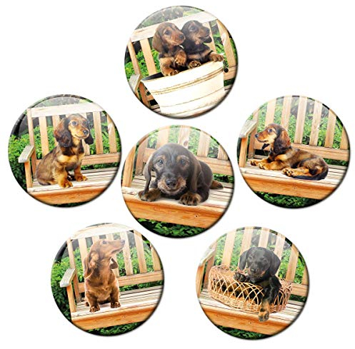 Kühlschrankmagnete Dackel Blick 6er Deko Geschenk Set Hunde Magnete Tiere lustig für Frauen Freundin Kinder stark groß 50mm rund Bunt