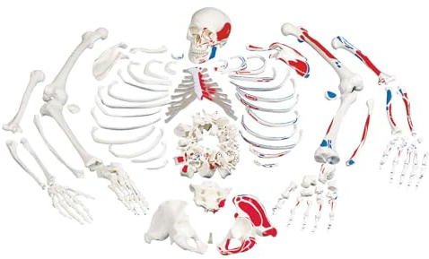 3B Scientific® Unmontiertes Skelettmodell mit Muskelmarkierungen – Lebensgroßes Menschenskelett mit losen Knochen auf Draht + Smart Anatomy App (5 Jahre Garantie)