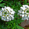 6 x Iberis Sempervirens - Immergrüne Schleifenblume Topf 9x9cm