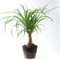 1 Plante pied d’éléphant Beaucarnea Recurvarta à feuilles persistantes (40-50 cm pot inclus)